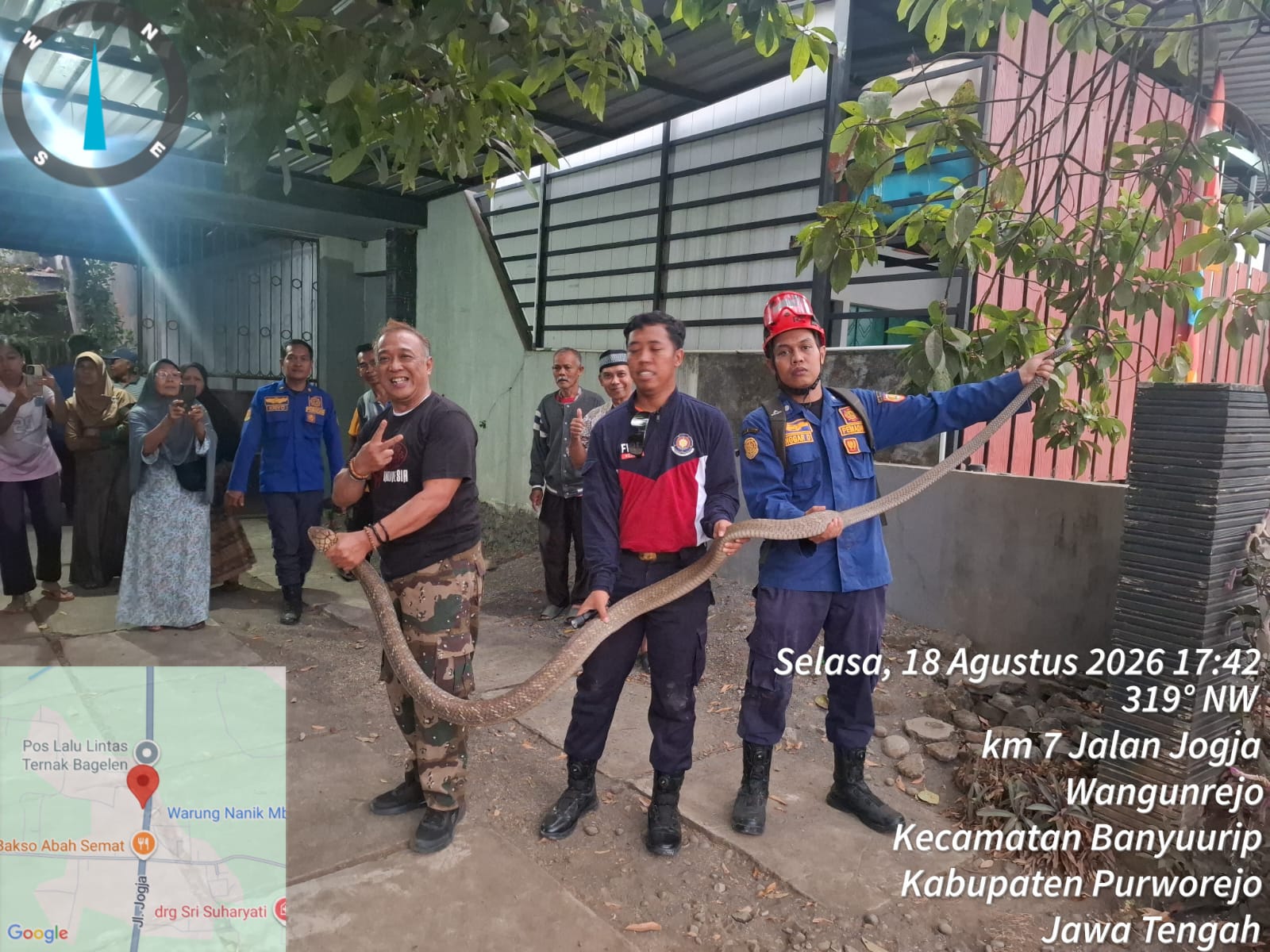 KING KOBRA MASUK RUMAH WARGA! DAMKAR PURWOREJO BERGERAK CEPAT AMANKAN ULAR BERBAHAYA